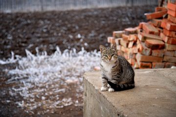 Enclos extérieurs pour chats