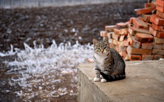 Enclos extérieurs pour chats