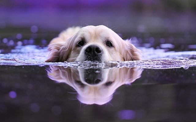 Entraînement à sec pour chiens de traîneau