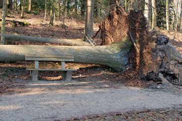 Est-ce que les racines des saules continuent de pousser après avoir été coupées ?