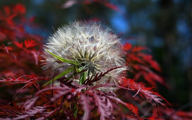 Identification des fruits de l'érable à ailes uniques