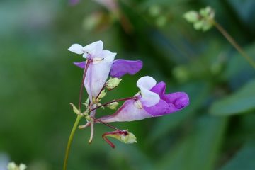 Impatiens : Feuilles jaunissantes