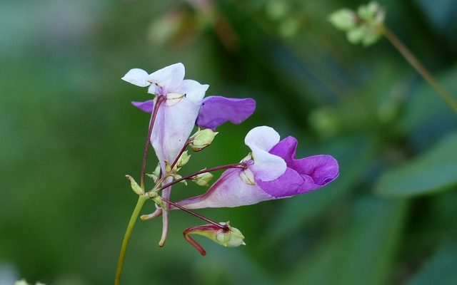 Impatiens : Feuilles jaunissantes