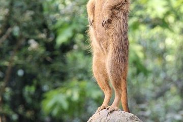 Instructions de programmation pour l'entrée sans clé Volvo