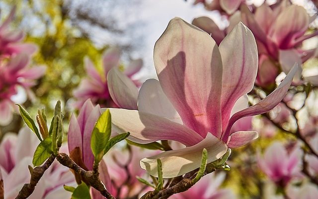 Les fleurs de magnolia sont-elles toxiques pour les chiens ?