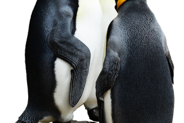 Les pingouins du biome de la toundra