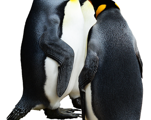 Les pingouins du biome de la toundra