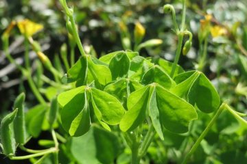 Plantes qui ressemblent à des trèfles géantes