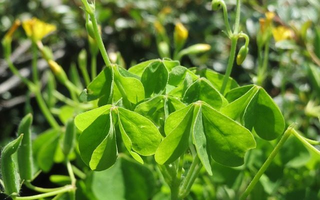 Plantes qui ressemblent à des trèfles géantes