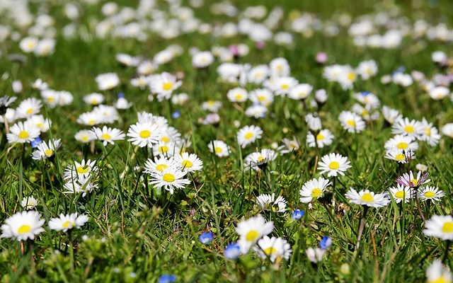 Plantes vivaces pour le jardin de Cottage Garden