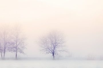 Que dois-je faire si mon épicéa bleu est devenu brun cet hiver ?