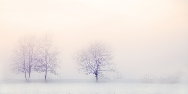 Que dois-je faire si mon épicéa bleu est devenu brun cet hiver ?