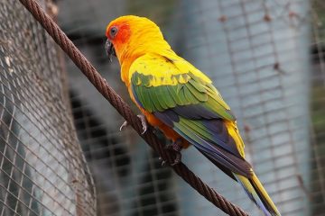 Quelles espèces d'oiseaux peuvent vivre avec les perruches ?