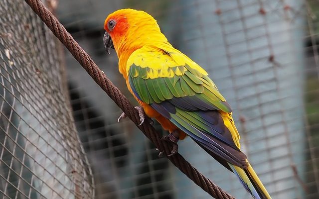 Quelles espèces d'oiseaux peuvent vivre avec les perruches ?