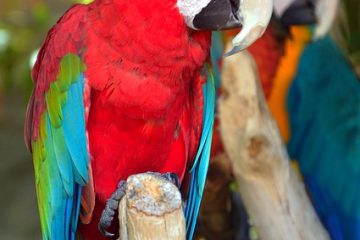 Signes et symptômes de la grippe aviaire chez les poulets