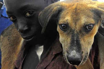 Symptômes des complications du travail canin