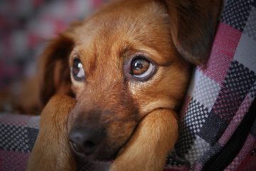 Symptômes du cancer de l'œil chez le chien