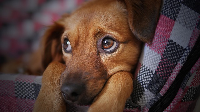 Symptômes du cancer de l'œil chez le chien