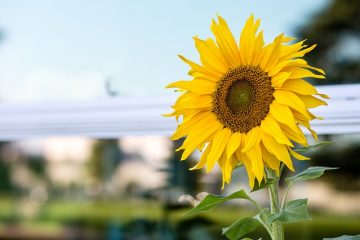 Types de tournesols vivaces