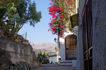 Adaptations pour Bougainvillea Glabra