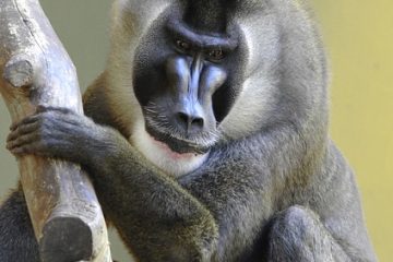 Animaux dans la forêt nigériane