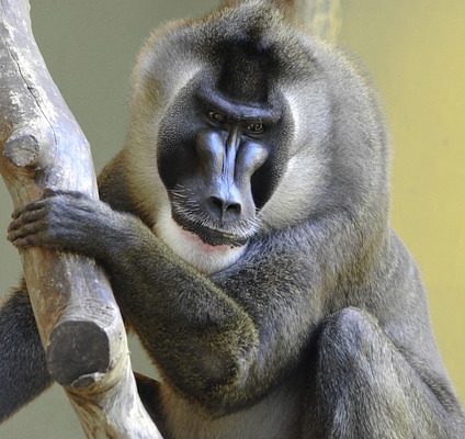 Animaux dans la forêt nigériane