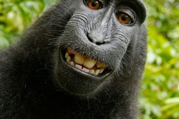 Animaux sur le sol d'une forêt tropicale humide.