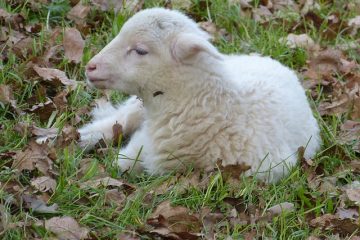 Bons assaisonnements pour l'agneau