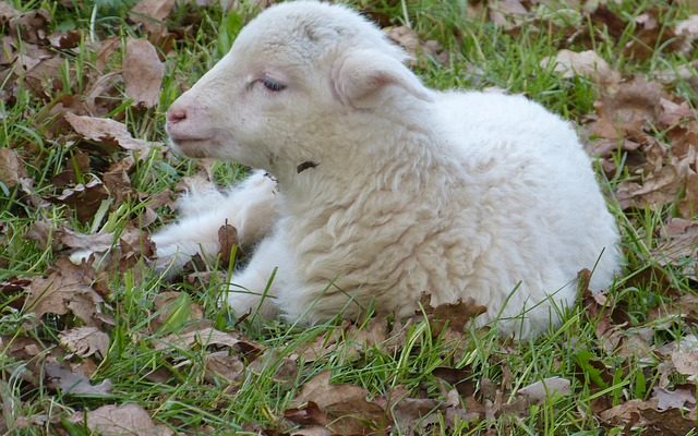 Bons assaisonnements pour l'agneau