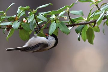 Comment couvrir les verres à vin