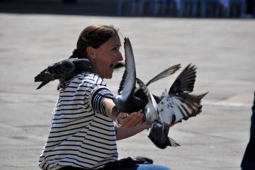 Comment déterminer le sexe des pigeons