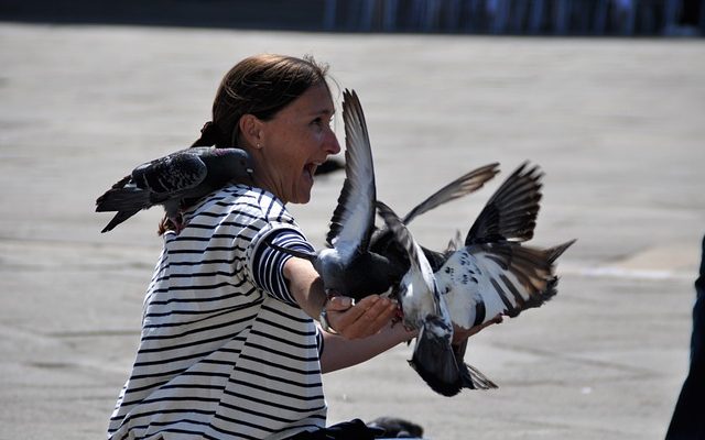 Comment déterminer le sexe des pigeons