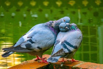 Comment faire des ailes de tulle à partir de tulle