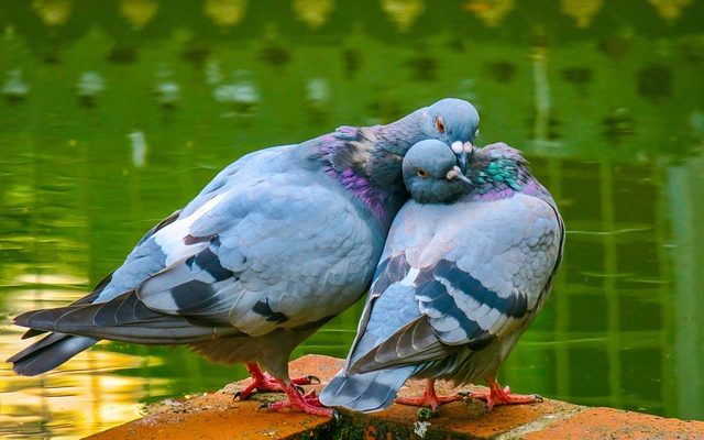 Comment faire des ailes de tulle à partir de tulle