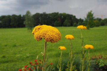 Comment faire la distinction entre la pruche et l'achillée