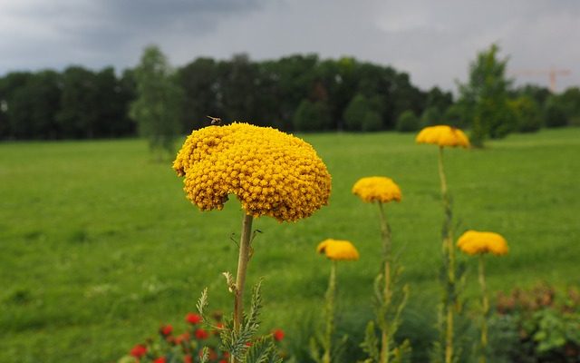 Comment faire la distinction entre la pruche et l'achillée