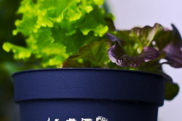 Comment faire pousser de la laitue en pot à l'intérieur des pots à l'intérieur