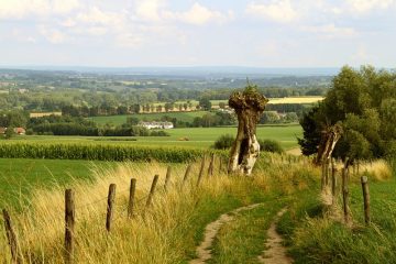 Comment faire pousser une clôture en saule