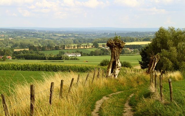 Comment faire pousser une clôture en saule