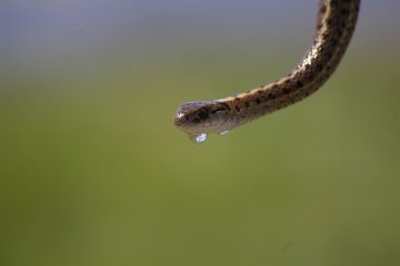 Comment guérir le goût amer de gouttes pour les yeux