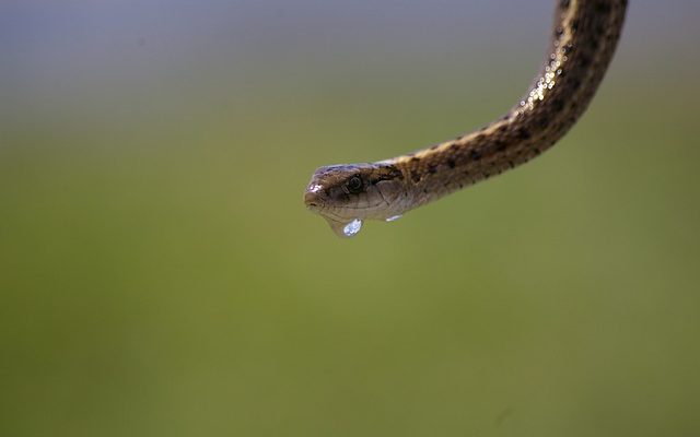 Comment guérir le goût amer de gouttes pour les yeux