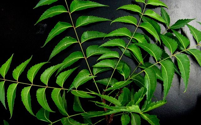 Comment mélanger votre propre répulsif à mouches naturel pour chevaux avec de l'huile de neem.