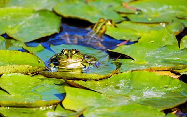 Comment nettoyer l'eau d'un étang de ferme nouvellement creusé