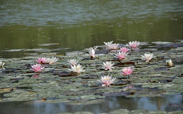 Comment niveler un parterre de fleurs