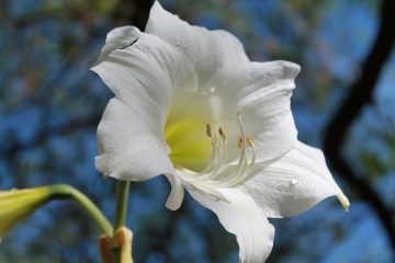 Comment prendre soin de votre plante d'amaryllis