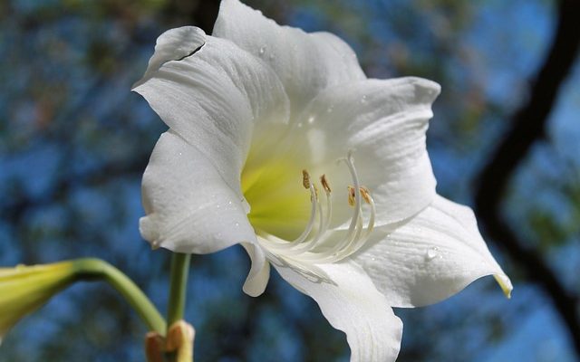 Comment prendre soin de votre plante d'amaryllis