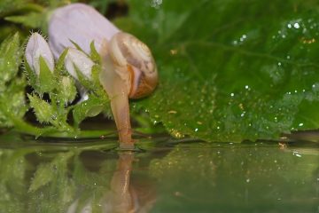 Comment prendre soin d'un escargot d'étang