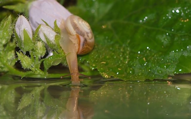 Comment prendre soin d'un escargot d'étang