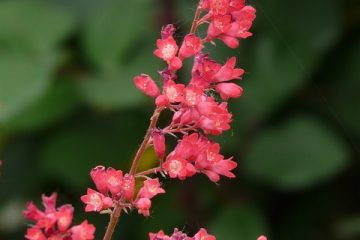 Comment prendre soin d'un heuchera