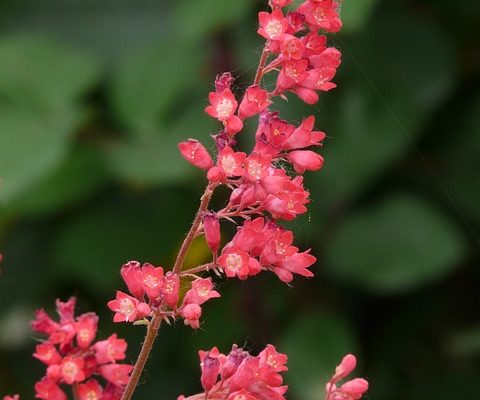 Comment prendre soin d'un heuchera